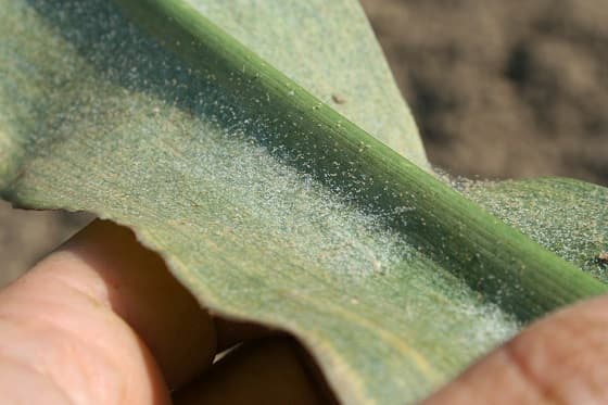 Spider Mites in a Dry Year: When to Spray, and When the Drone Isn't the Answer