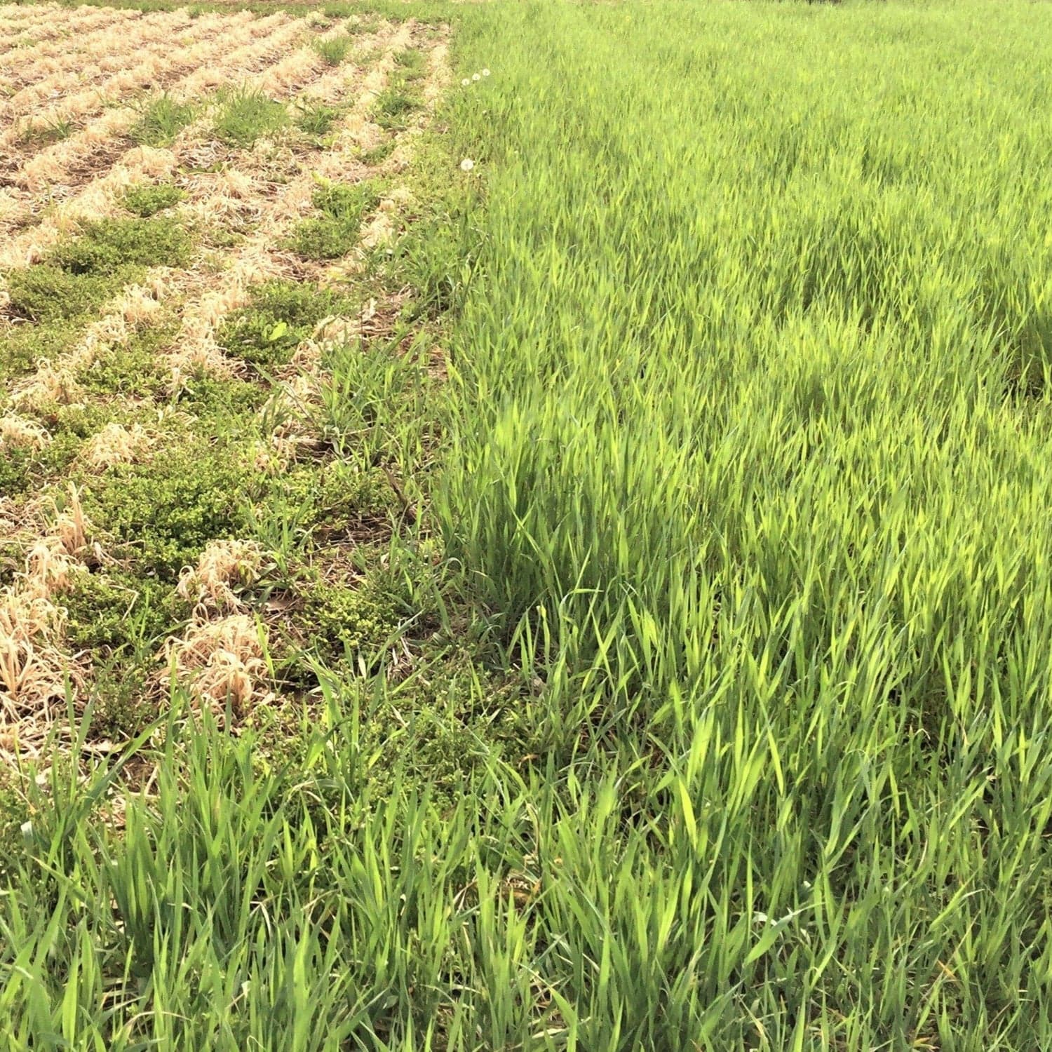 Cover Crop